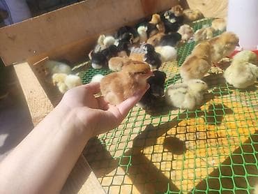 Toyuq cücələri, Damazlıq, Ünvandan götürmə lalafo.az -da Toyuq cücələri, Damazlıq, Ünvandan götürmə
