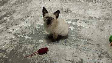 Siam, Dişi, Ünvandan götürmə lalafo.az -da — 2 Siam, Dişi, Ünvandan götürmə — 2