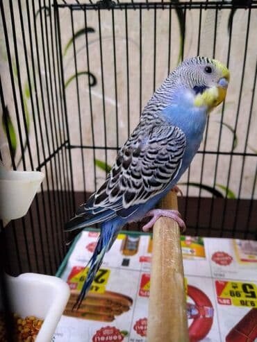 Рыбы: Salam. Tutuqusu satilir. Erkekdi. 7 ayliqdi. Butun gunu elimizdedi. El at lalafo.az — 2 Рыбы: Salam. Tutuqusu satilir. Erkekdi. 7 ayliqdi. Butun gunu elimizdedi. El — 2