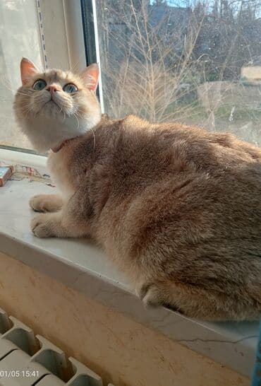 Salam heyvan sevərlər. Səkilde gorduyunuz ərkey şınşıla (temiz qan) lalafo.az -da Salam heyvan sevərlər. Səkilde gorduyunuz ərkey şınşıla (temiz qan)