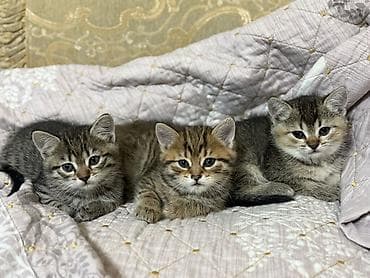 Britan lalafo.az -da Britan