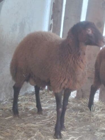 Erkək, il: 10, 63 kq, Ətlik lalafo.az -da Erkək, il: 10, 63 kq, Ətlik