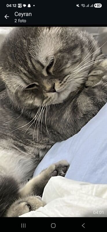 Şotland yastı qulaq lalafo.az -da Şotland yastı qulaq