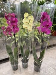 Vatsapp mövcuddur!. Çatdırılma metrolara, Şamaxinkaya mövcuddur və lalafo.az -da Vatsapp mövcuddur!. Çatdırılma metrolara, Şamaxinkaya mövcuddur və