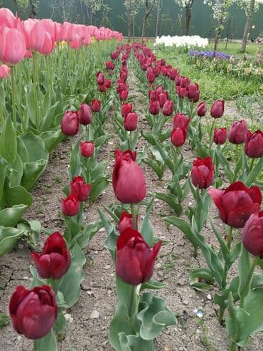 Məhsul: Lalə (tulip) soğanaqları Təsvir: - Rənglər: qırmızı-bordo lalafo.az -da Məhsul: Lalə (tulip) soğanaqları Təsvir: - Rənglər: qırmızı-bordo