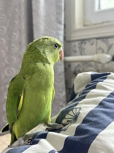 Ringneck papuqay may 24 ü doğulub nutri a21 yemi ilə böyüdülüb baladır lalafo.az -da Ringneck papuqay may 24 ü doğulub nutri a21 yemi ilə böyüdülüb baladır