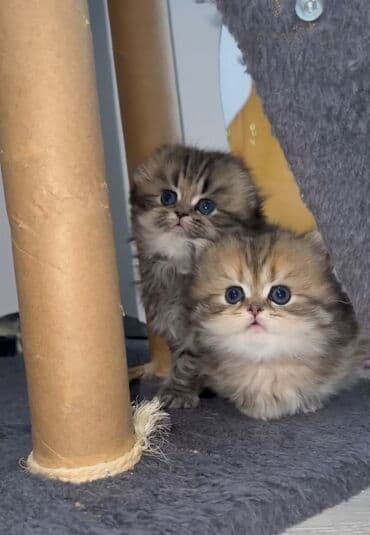 Britan yastı qulaq, Erkək, Dişi lalafo.az -da Britan yastı qulaq, Erkək, Dişi