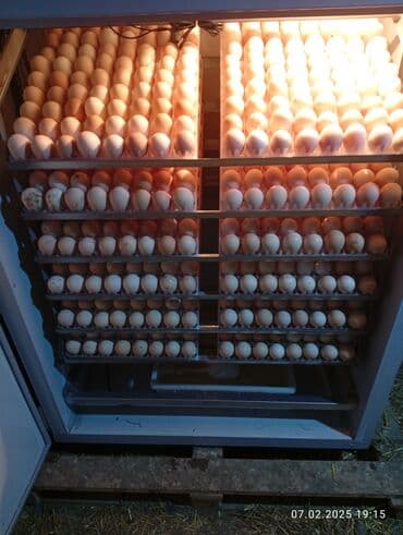 Çin, Tam avtomat lalafo.az -da Çin, Tam avtomat