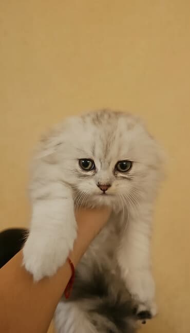 Şinşilla, Erkək, Yaxşı əllərə, Ünvandan götürmə, Ödənişli çatdırılma lalafo.az -da Şinşilla, Erkək, Yaxşı əllərə, Ünvandan götürmə, Ödənişli çatdırılma