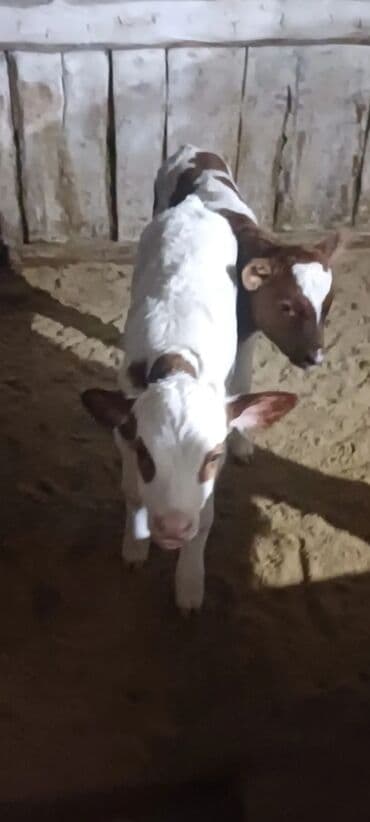 Буйволы: 1 həftəlik buzovlardı 1 erker 1 dişi at lalafo.az — 1 Буйволы: 1 həftəlik buzovlardı 1 erker 1 dişi — 1