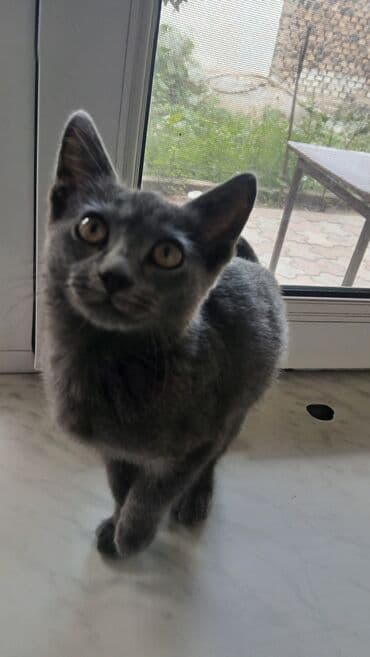 Rus mavi, Yaxşı əllərə lalafo.az -da Rus mavi, Yaxşı əllərə