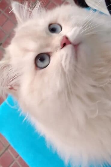 Şinşilla, Erkək, Cütləşmə üçün lalafo.az -da Şinşilla, Erkək, Cütləşmə üçün