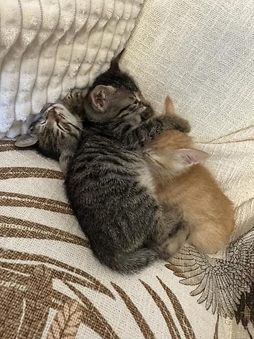 Tabbi, Erkək, Dişi, Yaxşı əllərə, Ünvandan götürmə lalafo.az -da Tabbi, Erkək, Dişi, Yaxşı əllərə, Ünvandan götürmə