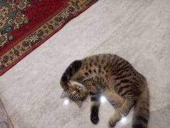 Şotland, Dişi, Yaxşı əllərə, Ünvandan götürmə lalafo.az -da Şotland, Dişi, Yaxşı əllərə, Ünvandan götürmə