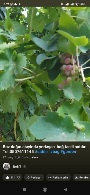 Kənd təsərrüfatı lalafo.az -da — 7 Kənd təsərrüfatı — 7