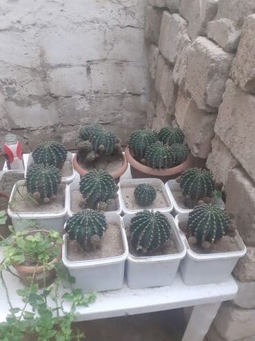 Echinopsis (kirpi kaktus) kolleksiyası – müxtəlif ölçülərdə, çoxsaylı lalafo.az -da Echinopsis (kirpi kaktus) kolleksiyası – müxtəlif ölçülərdə, çoxsaylı