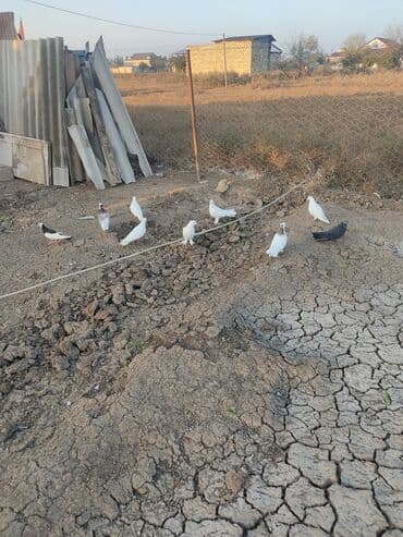 Salam göyərçinlər tegidme göyərçinləri satılır hamsi iş usde 4 lalafo.az -da — 3 Salam göyərçinlər tegidme göyərçinləri satılır hamsi iş usde 4 — 3