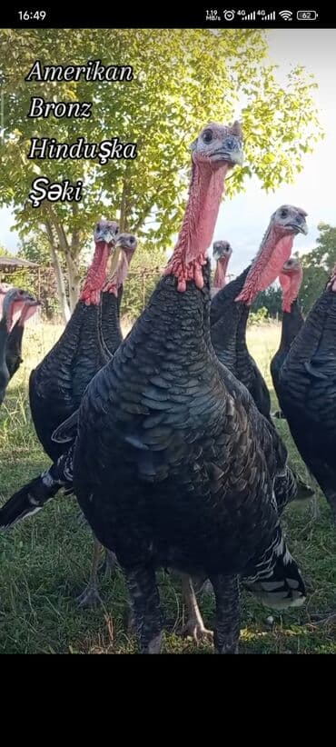 Hinduşqa Kəsilmiş və ya Diri (kilosu 15 azn) lalafo.az -da Hinduşqa Kəsilmiş və ya Diri (kilosu 15 azn)