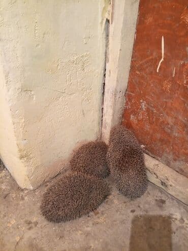 - Gecəaktif, zərərvericilərə (salyangoz, həşərat, tırtıl və s.) qarşı lalafo.az -da - Gecəaktif, zərərvericilərə (salyangoz, həşərat, tırtıl və s.) qarşı