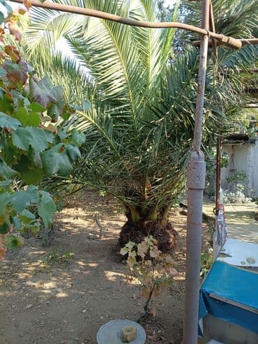 Букетные цветы: Təcili satılır.Ağac Maștağdadır at lalafo.az — 3 Букетные цветы: Təcili satılır.Ağac Maștağdadır — 3