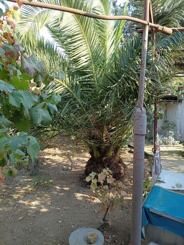 Xurma (xurma xurması – Phoenix dactylifera) palması - Növ: dekorativ lalafo.az -da Xurma (xurma xurması – Phoenix dactylifera) palması - Növ: dekorativ