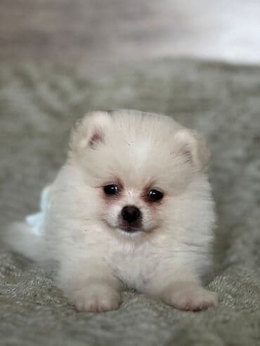 Şpitz, 3 ay, Erkek, Peyvəndli lalafo.az -da Şpitz, 3 ay, Erkek, Peyvəndli