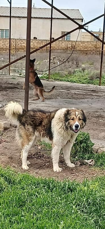 Qafqaz çoban iti, 1 il, Erkek lalafo.az -da Qafqaz çoban iti, 1 il, Erkek