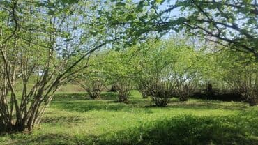 Qax Rayon Almalı kəndində 4otaq,mətbəx.80%həyət, 120ağac fındıq, hər lalafo.az -da Qax Rayon Almalı kəndində 4otaq,mətbəx.80%həyət, 120ağac fındıq, hər