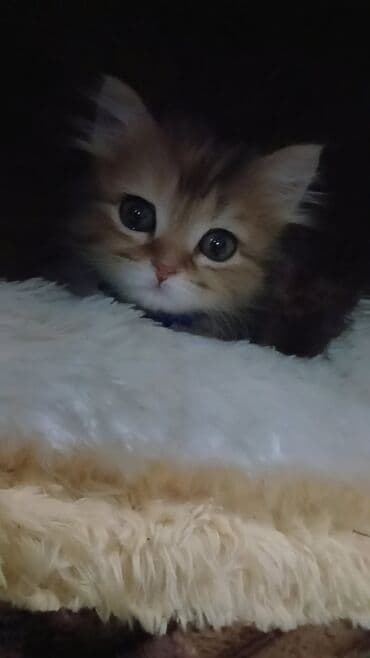 Britan lalafo.az -da Britan