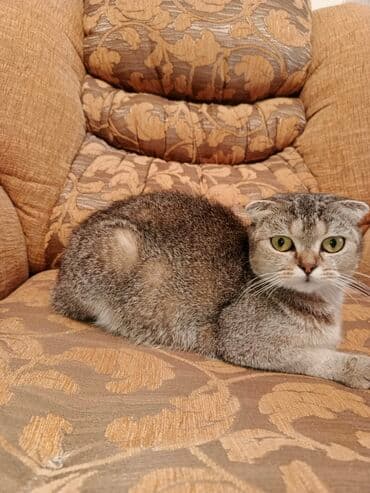 Şotland yastı qulaq, Dişi lalafo.az -da Şotland yastı qulaq, Dişi