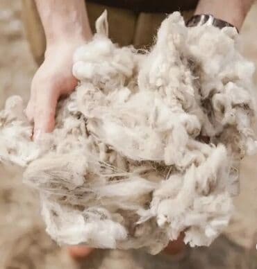 Qoyun yunu satılır.Çəkisi 800 kq.Hamısı bütöv şəkildə satılır.Real lalafo.az -da Qoyun yunu satılır.Çəkisi 800 kq.Hamısı bütöv şəkildə satılır.Real