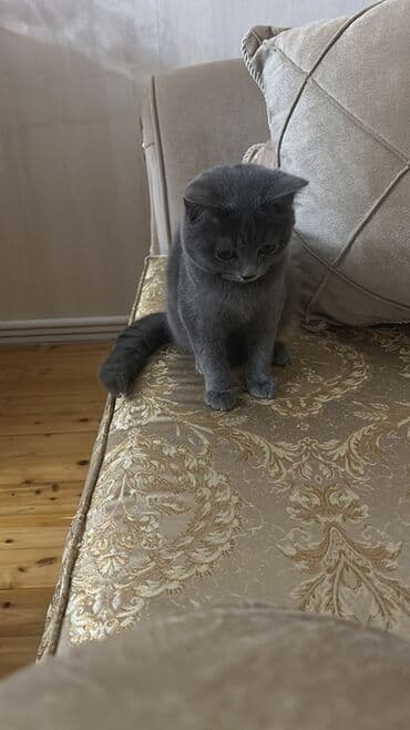 Britan, Erkək, Yaxşı əllərə, Ödənişli çatdırılma lalafo.az -da Britan, Erkək, Yaxşı əllərə, Ödənişli çatdırılma