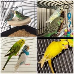 5 dene valnistiy papuqay 75 manat Qefes+ Yem qabi+ su qabi hamisi lalafo.az -da 5 dene valnistiy papuqay 75 manat Qefes+ Yem qabi+ su qabi hamisi