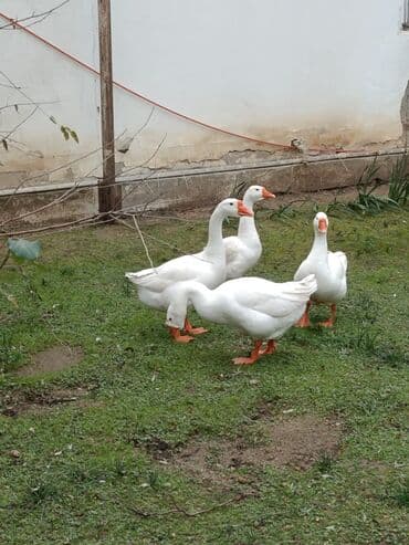 2erkek 2dişi 9ayliqdir biri 50manat xarmakovski cinsidir lalafo.az -da 2erkek 2dişi 9ayliqdir biri 50manat xarmakovski cinsidir