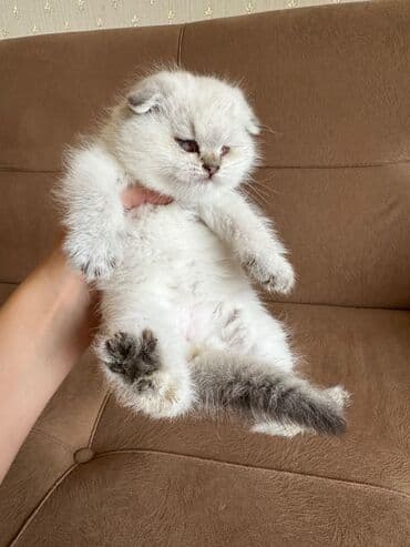 Britan, Dişi, Yaxşı əllərə, Ünvandan götürmə lalafo.az -da Britan, Dişi, Yaxşı əllərə, Ünvandan götürmə