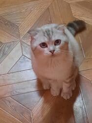 Şotland, Erkək, Cütləşmə üçün lalafo.az -da Şotland, Erkək, Cütləşmə üçün