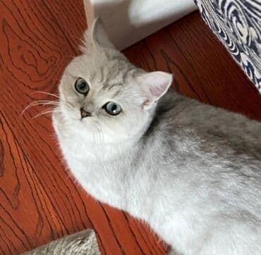 Dişi, Yaxşı əllərə, Ünvandan götürmə lalafo.az -da Dişi, Yaxşı əllərə, Ünvandan götürmə