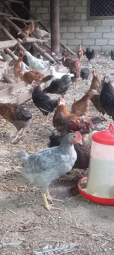 Kənd çolpaları satılır 90 günlük ünvan Yevlax şəhəri Məhsul: Yerli lalafo.az -da Kənd çolpaları satılır 90 günlük ünvan Yevlax şəhəri Məhsul: Yerli