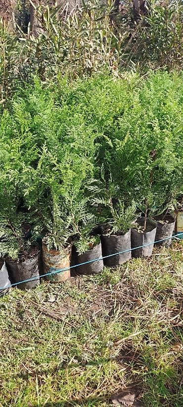 Leylandir şitili
25,30,35 sm hunduru bitli maldir lalafo.az -da Leylandir şitili
25,30,35 sm hunduru bitli maldir