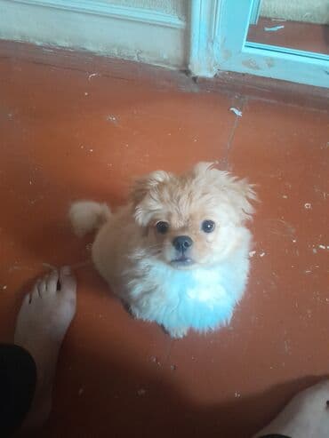 Pekines, 3 ay, Erkek lalafo.az -da Pekines, 3 ay, Erkek