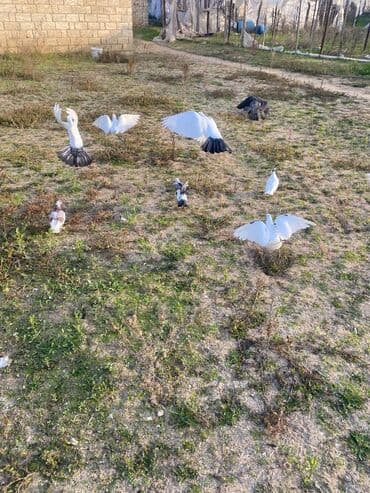 Salam 9 dənə quşdu 50 azn hamsı biryerde işlə əlaqədar baxa bilmirəm lalafo.az -da Salam 9 dənə quşdu 50 azn hamsı biryerde işlə əlaqədar baxa bilmirəm