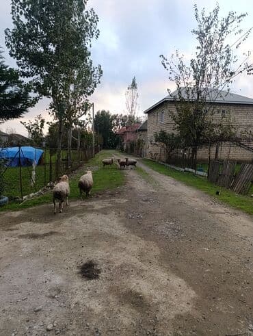 🌿 Lənkəranda böyüyən təmiz quzular 🐏 Satışa çıxarılıb 💚 Tək-təkdə lalafo.az -da 🌿 Lənkəranda böyüyən təmiz quzular 🐏 Satışa çıxarılıb 💚 Tək-təkdə