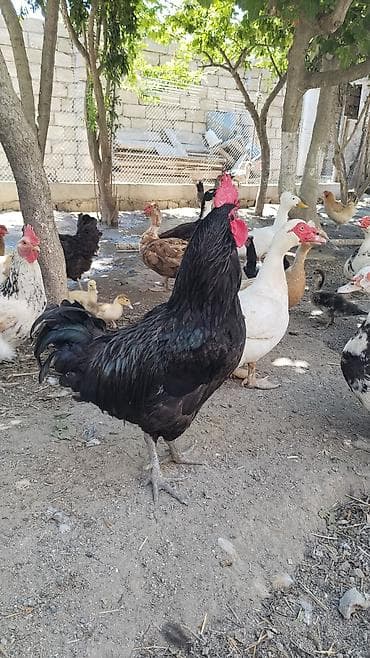 Xoruz, il: 1, Ödənişli çatdırılma lalafo.az -da Xoruz, il: 1, Ödənişli çatdırılma