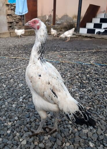 Təsvir:salam.hər heyvanın öz qiyməti var hamsını götüren olsa biraz lalafo.az -da — 12 Təsvir:salam.hər heyvanın öz qiyməti var hamsını götüren olsa biraz — 12