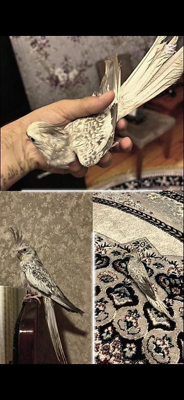 Növ: Nimfa kakadu (Cockatiel) Rəng: Açıq krem-boz, inci naxışlı lalafo.az -da Növ: Nimfa kakadu (Cockatiel) Rəng: Açıq krem-boz, inci naxışlı