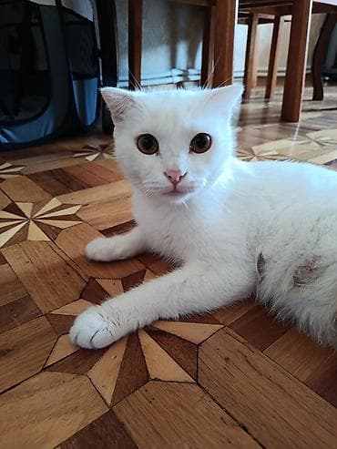 Şotland, Dişi, Yaxşı əllərə, Ünvandan götürmə lalafo.az -da Şotland, Dişi, Yaxşı əllərə, Ünvandan götürmə