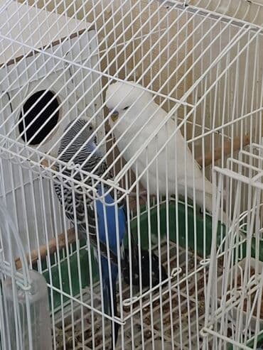 Tam saglam cut tutuqusu, qefes, yuva hamisi birlikde 55 manat lalafo.az -da Tam saglam cut tutuqusu, qefes, yuva hamisi birlikde 55 manat