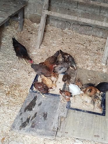 Yerli kənd çolpalari satiram 2 ayliqdi toyuq altan cixandi hamisi 90 lalafo.az -da Yerli kənd çolpalari satiram 2 ayliqdi toyuq altan cixandi hamisi 90