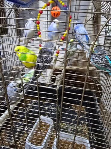 Сёдла: Salam gördüynüz papuqaylar satılır.her rengde var 10 eded quşdu 2 at lalafo.az — 1 Сёдла: Salam gördüynüz papuqaylar satılır.her rengde var 10 eded quşdu 2 — 1