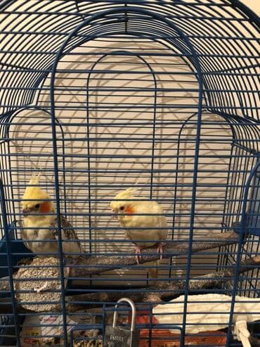 1cüt karella tutuquşu.Erkek ag boz rengindedir.Dişi ise qırmızı göz lalafo.az -da 1cüt karella tutuquşu.Erkek ag boz rengindedir.Dişi ise qırmızı göz